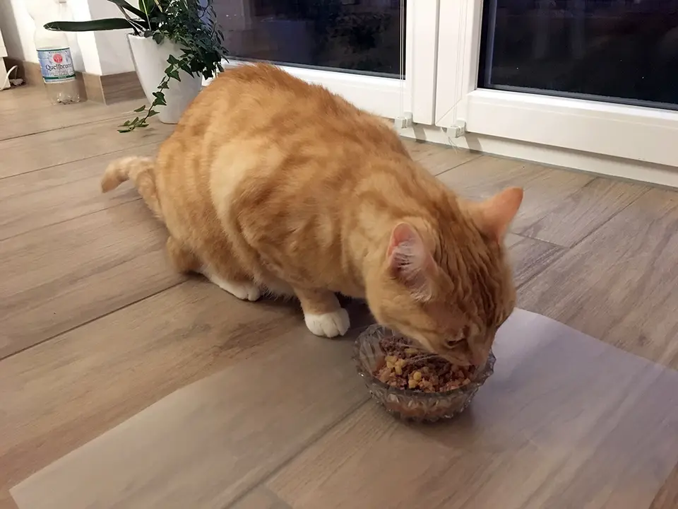 Clio frisst das neue Pets Deli Katzenfutter
