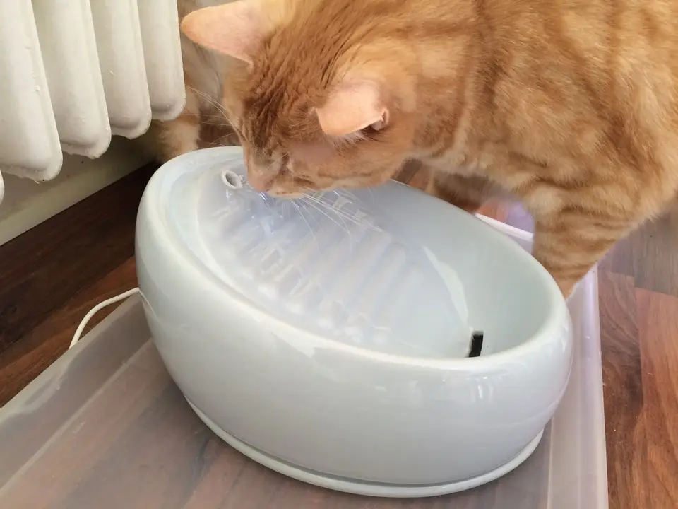 Roter Kater trinkt aus einem weißen Keramik-Trinkbrunnen
