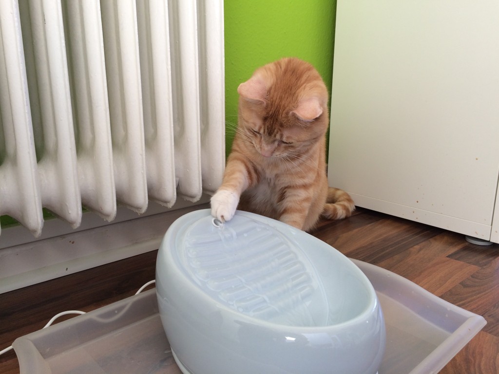Lucky Kitty Katzenbrunnen Test: Unsere Katzen trinken mehr